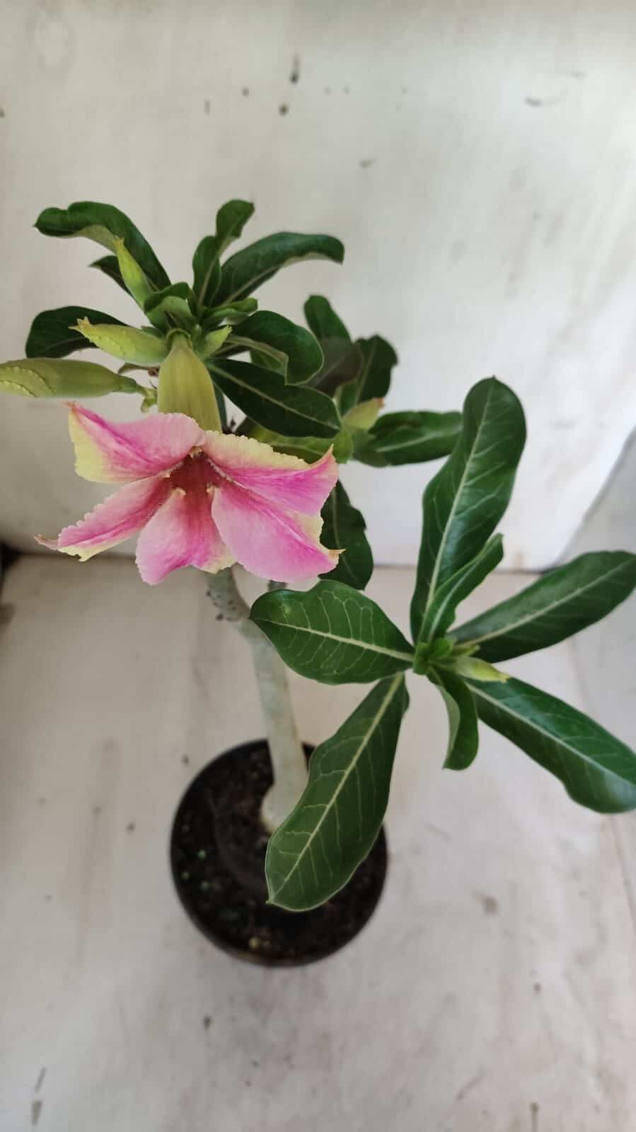 Planta Simples 2876  – 30cm – 02 anos