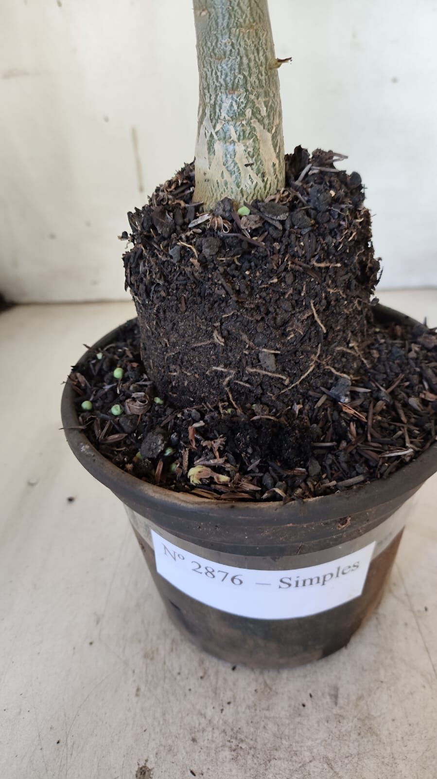Planta Simples 2876  – 30cm – 02 anos