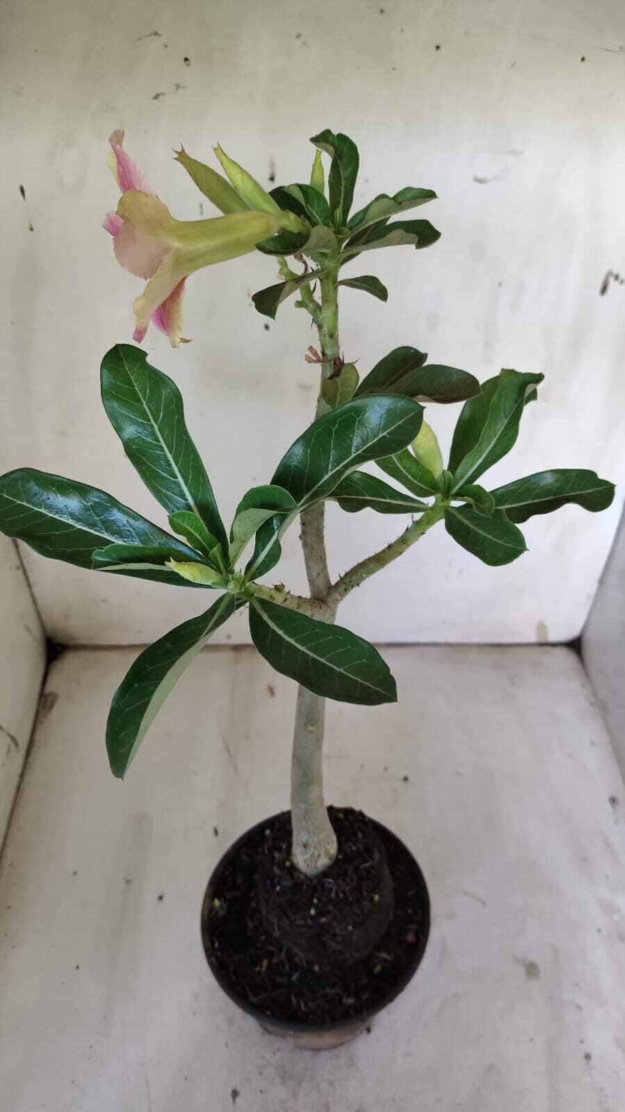 Planta Simples 2876  – 30cm – 02 anos