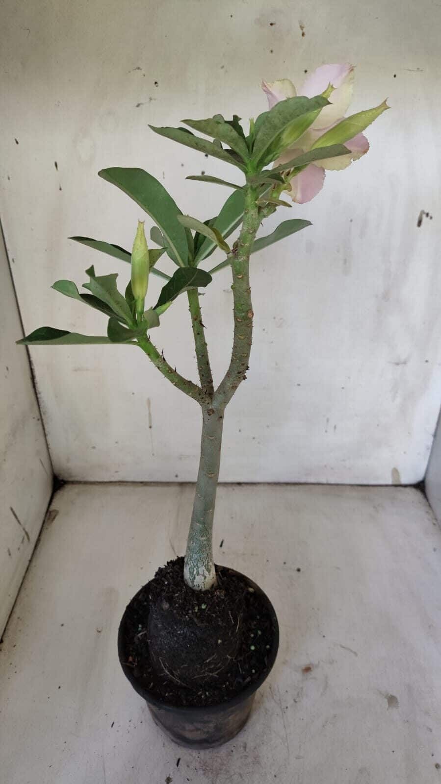 Planta Simples 2876  – 30cm – 02 anos