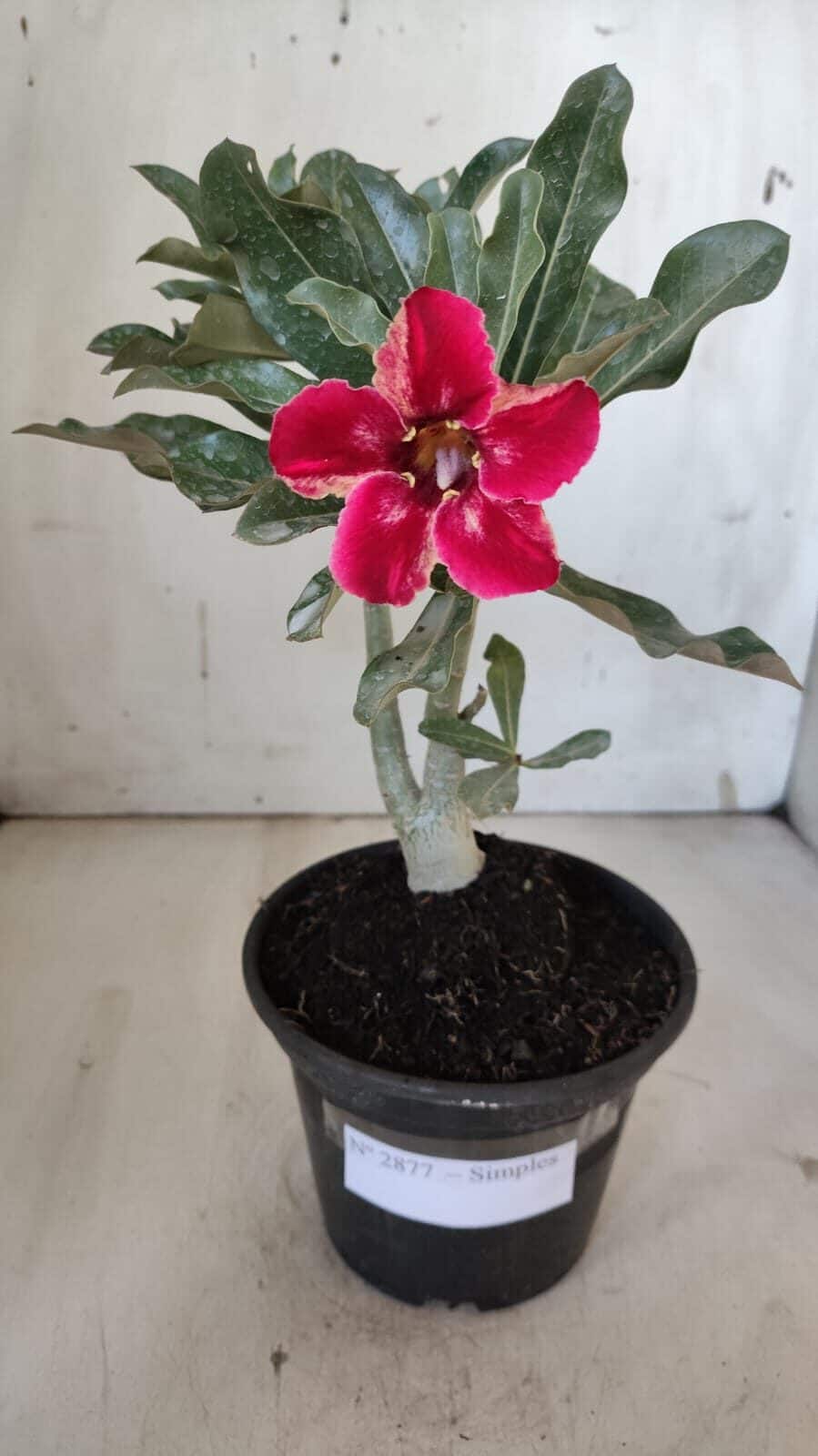 Planta Simples 2877  – 30cm – 02 anos