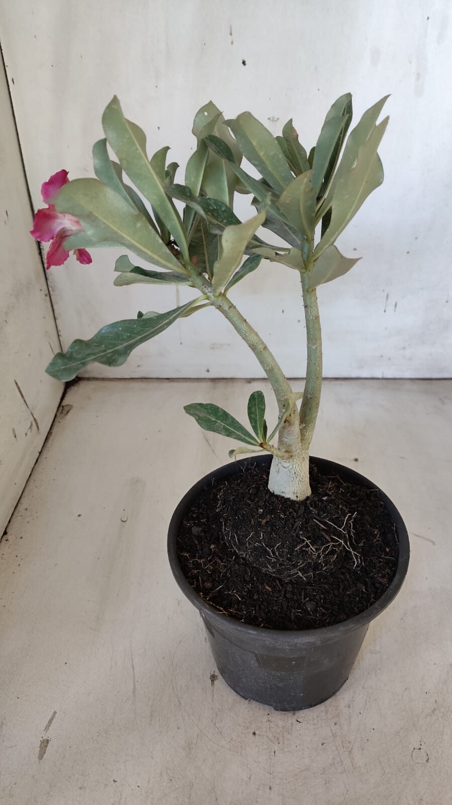 Planta Simples 2877  – 30cm – 02 anos