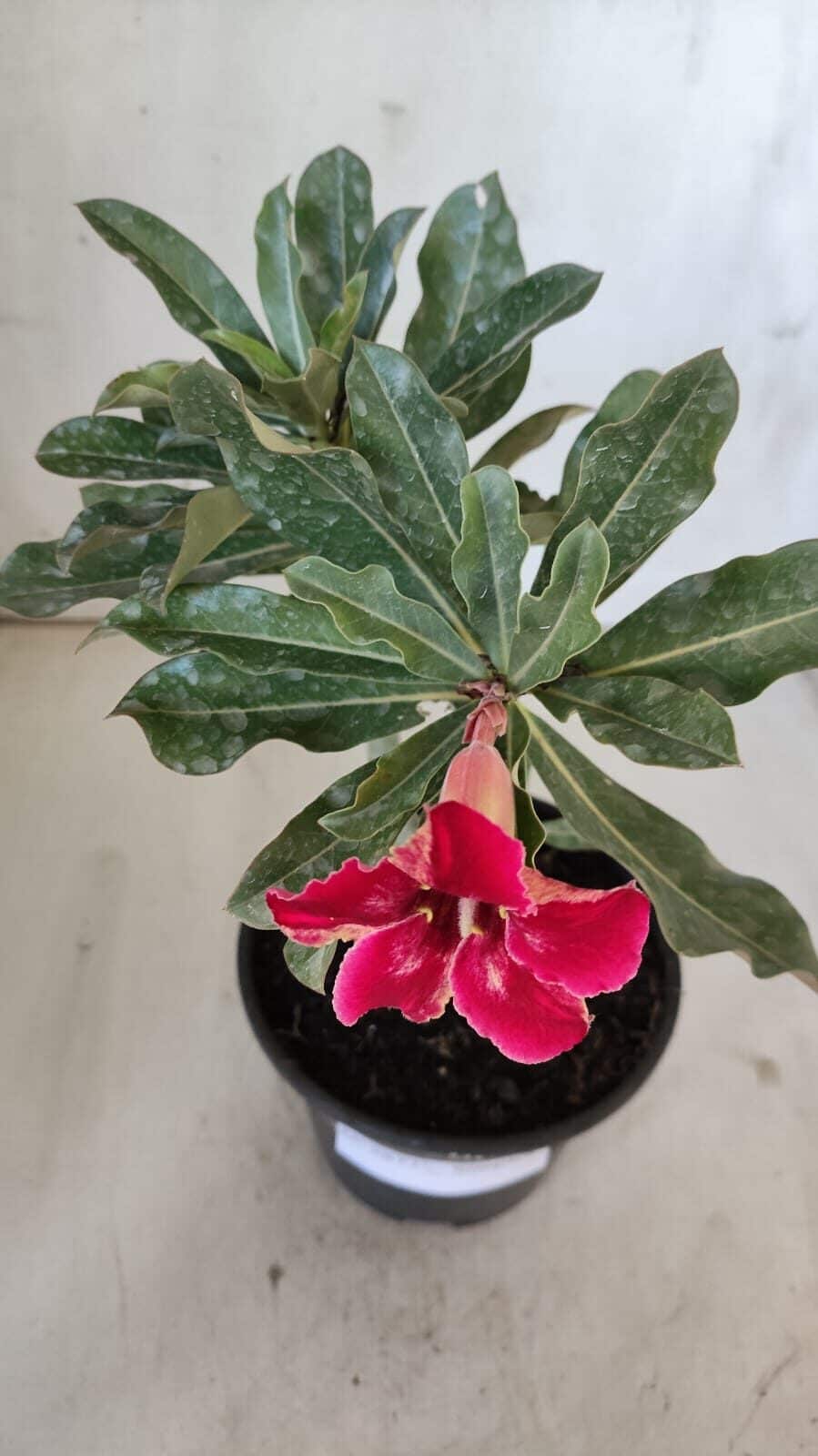 Planta Simples 2877  – 30cm – 02 anos