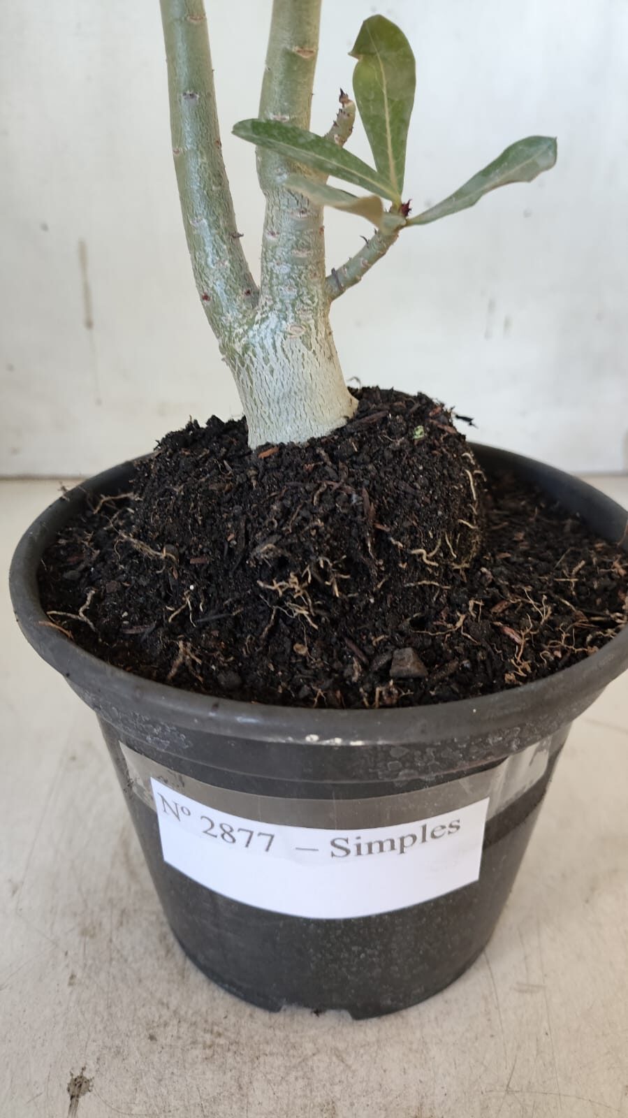 Planta Simples 2877  – 30cm – 02 anos