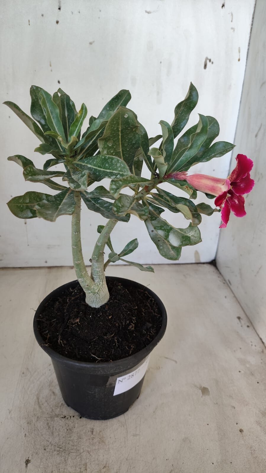 Planta Simples 2877  – 30cm – 02 anos