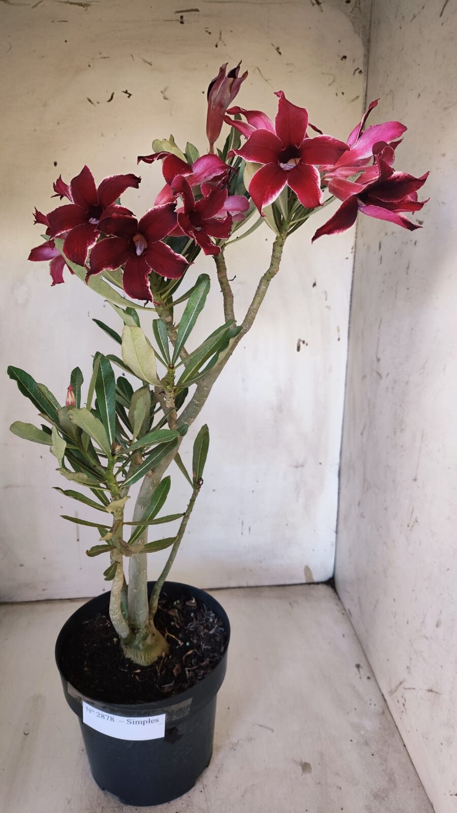 Planta Simples 2878  – 45cm – 03 anos