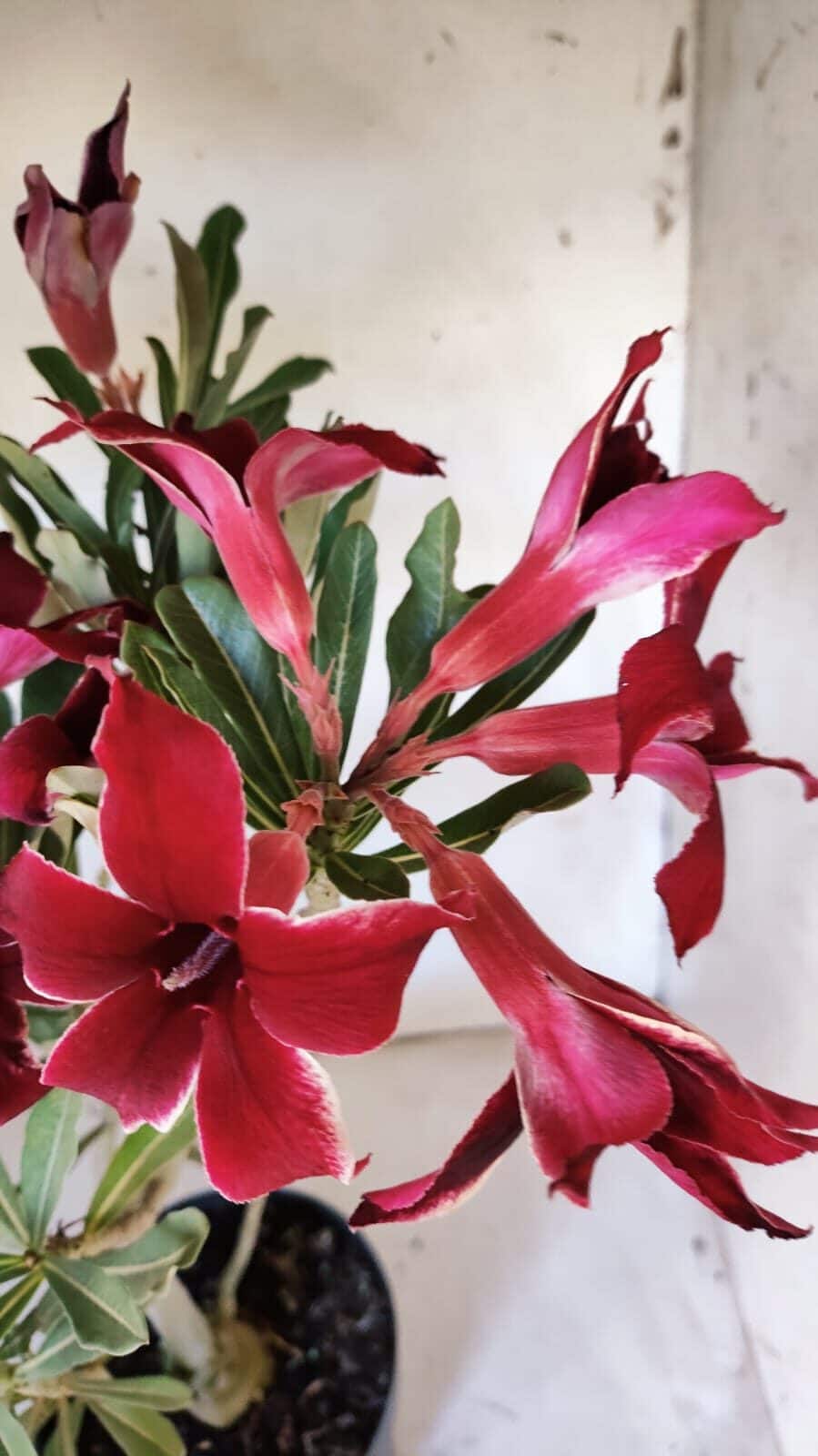 Planta Simples 2878  – 45cm – 03 anos