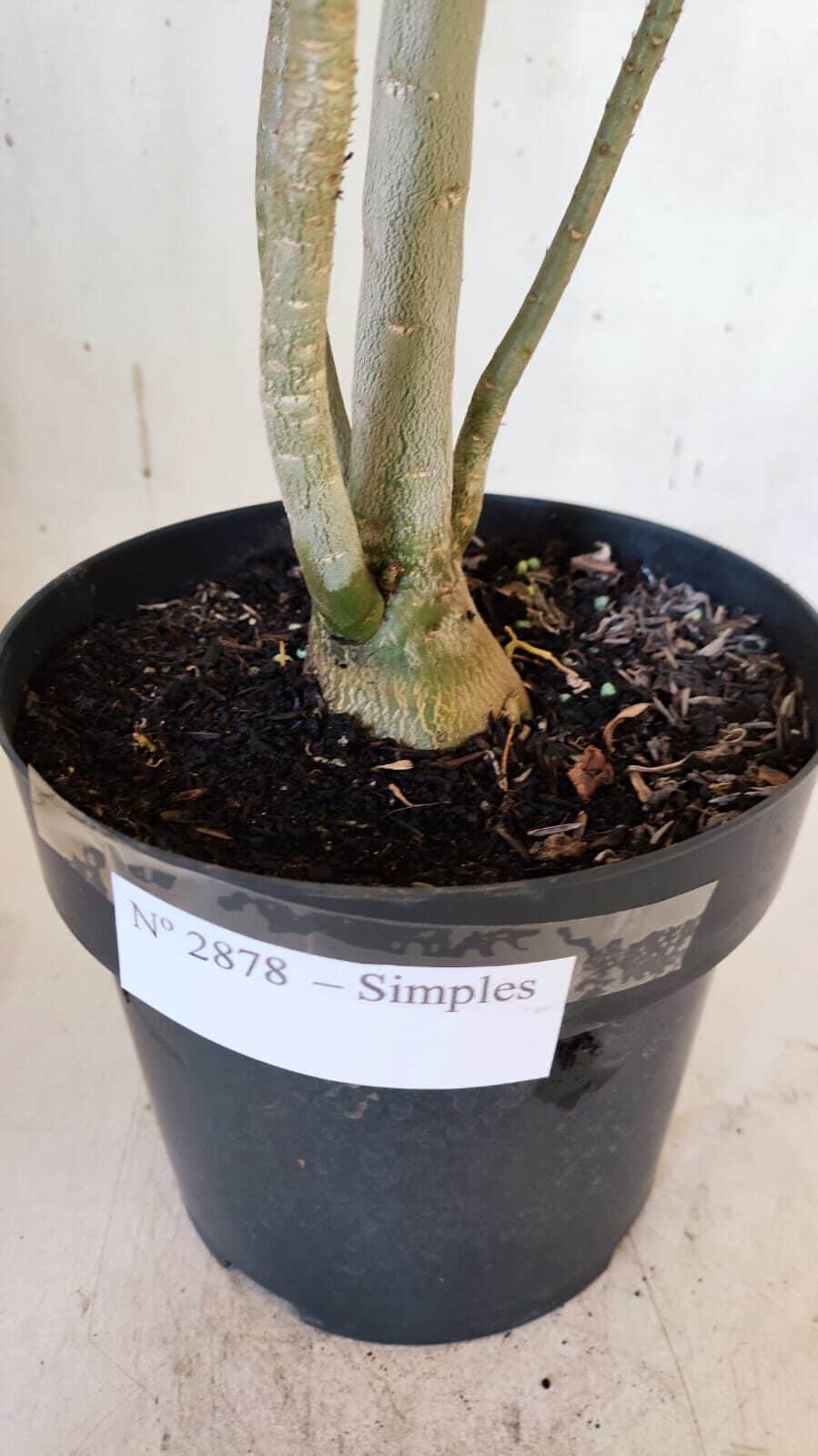 Planta Simples 2878  – 45cm – 03 anos