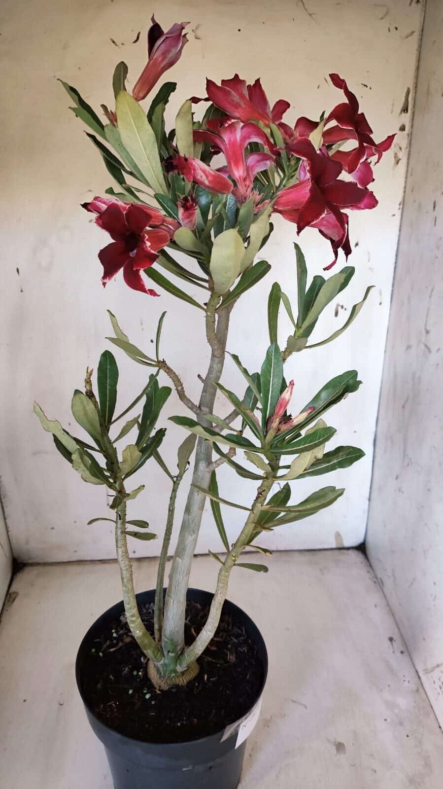 Planta Simples 2878  – 45cm – 03 anos