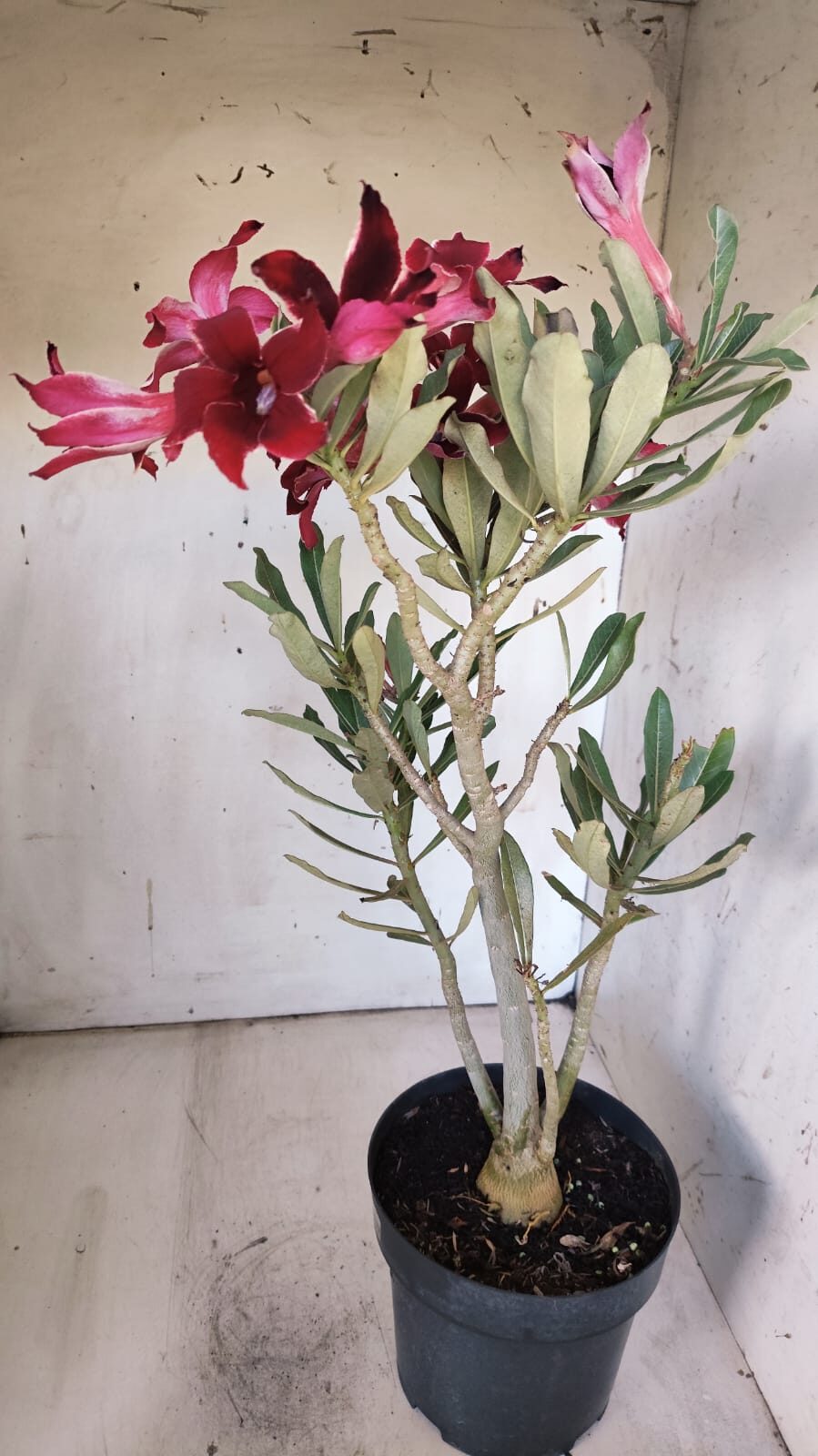 Planta Simples 2878  – 45cm – 03 anos