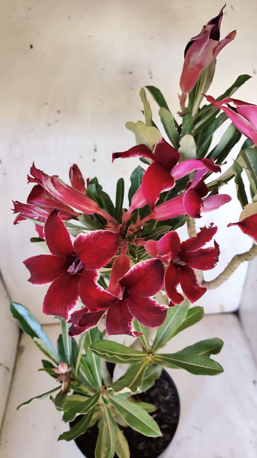 Planta Simples 2878  – 45cm – 03 anos