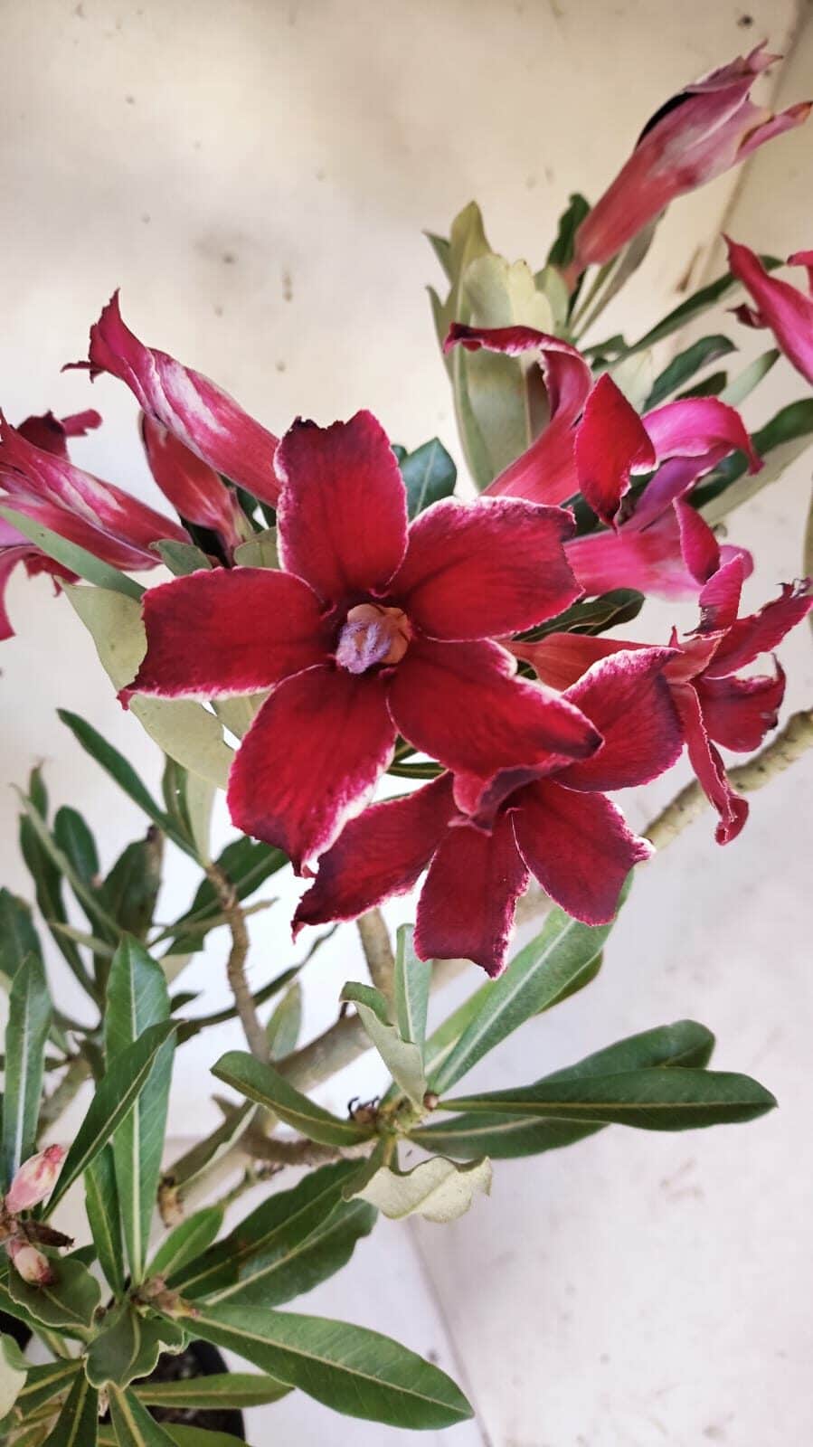 Planta Simples 2878  – 45cm – 03 anos