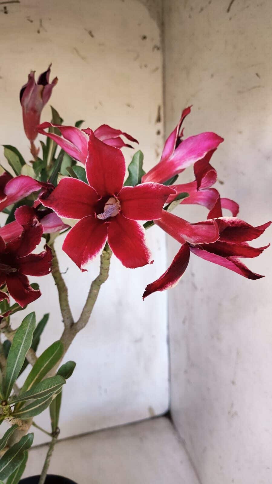 Planta Simples 2878  – 45cm – 03 anos