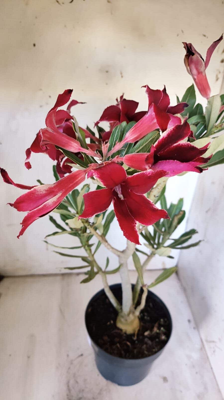 Planta Simples 2878  – 45cm – 03 anos