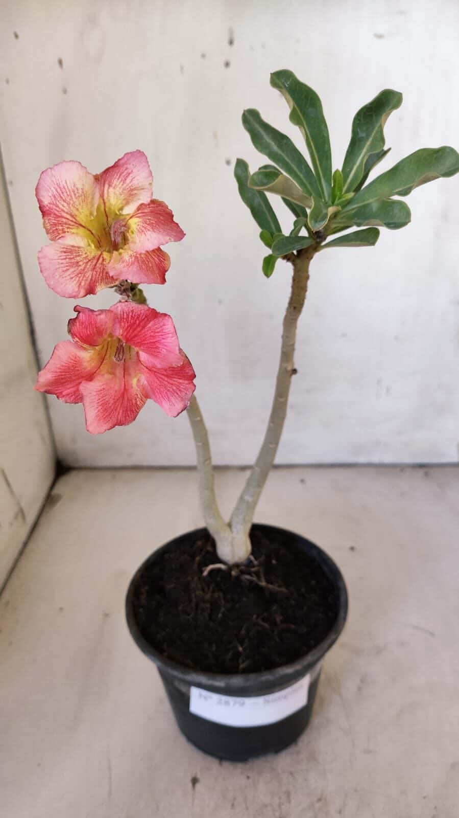 Planta Simples 2879  – 30cm – 02 anos