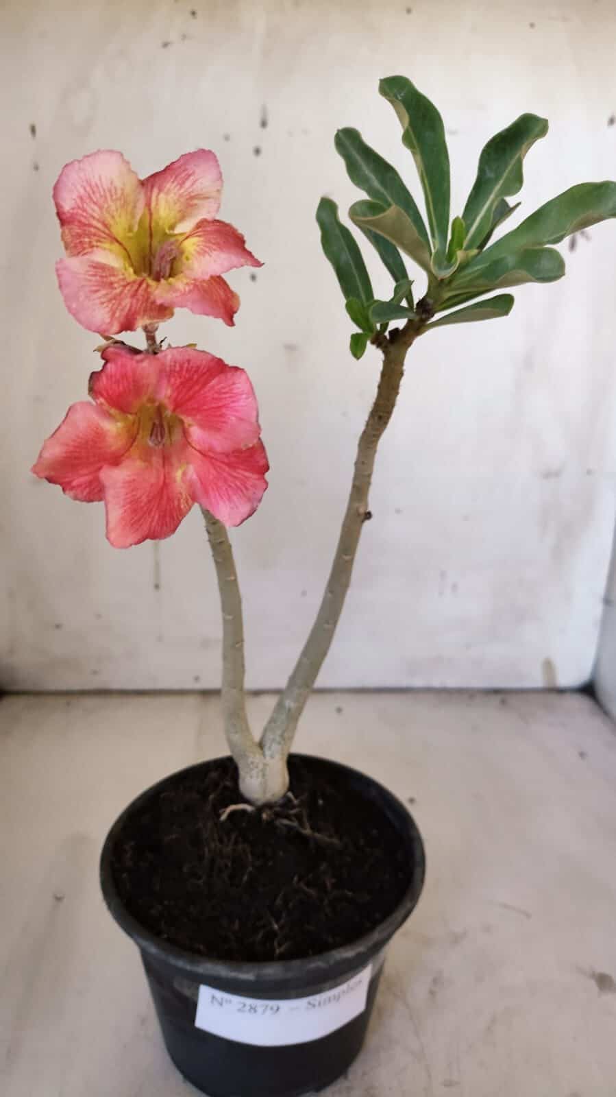 Planta Simples 2879  – 30cm – 02 anos