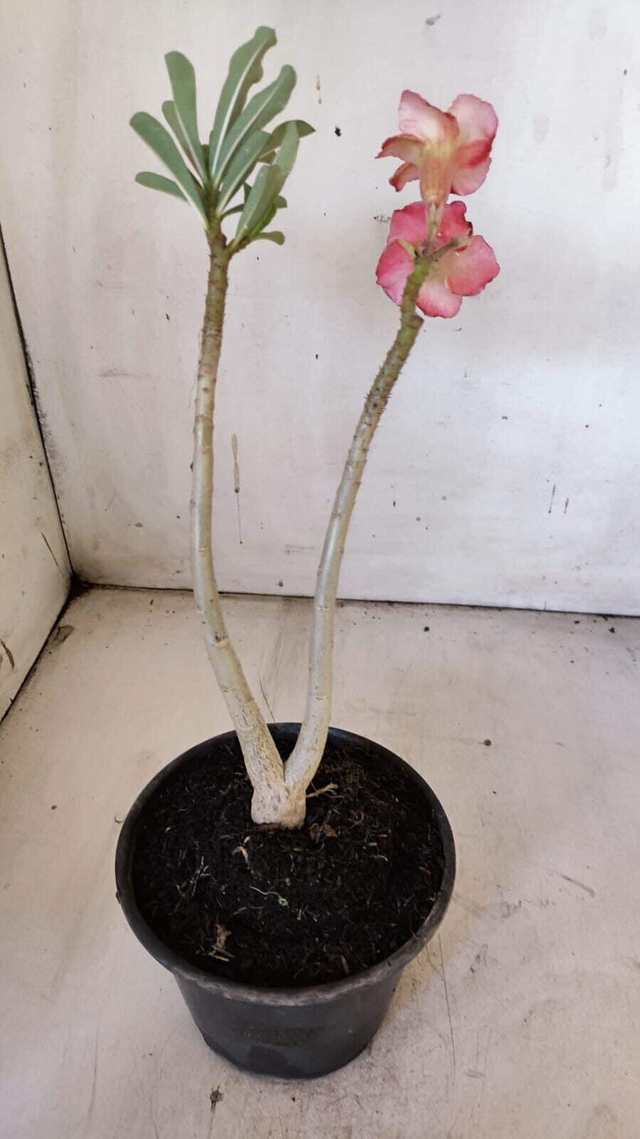 Planta Simples 2879  – 30cm – 02 anos