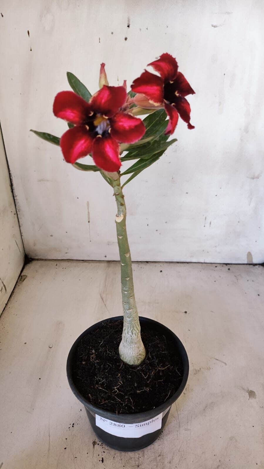 Planta Simples 2880  – 30cm – 02 anos
