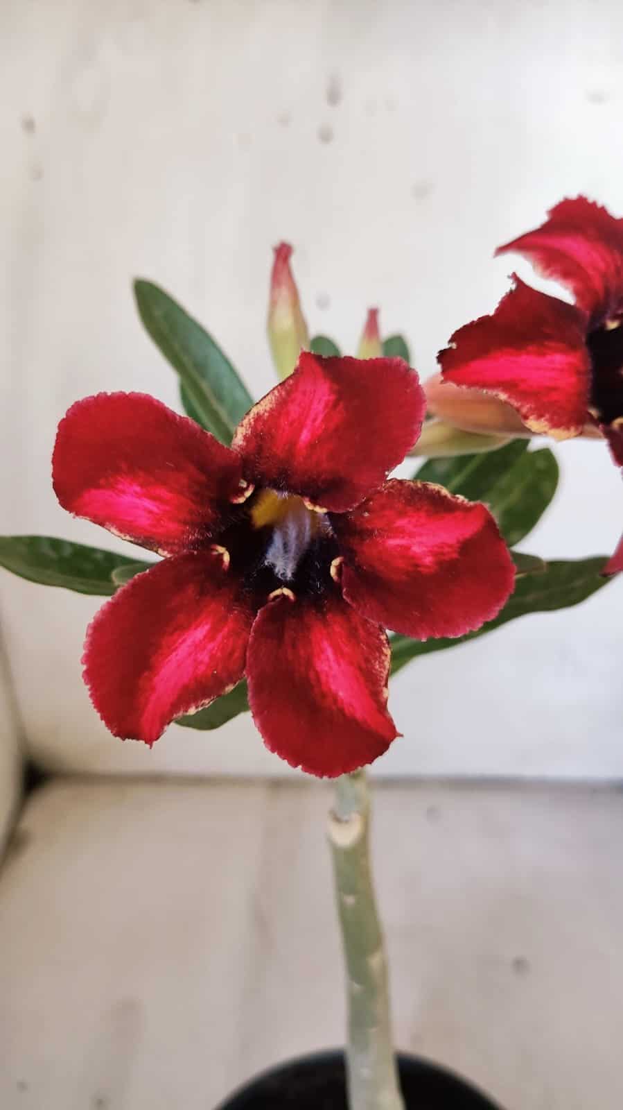 Planta Simples 2880  – 30cm – 02 anos