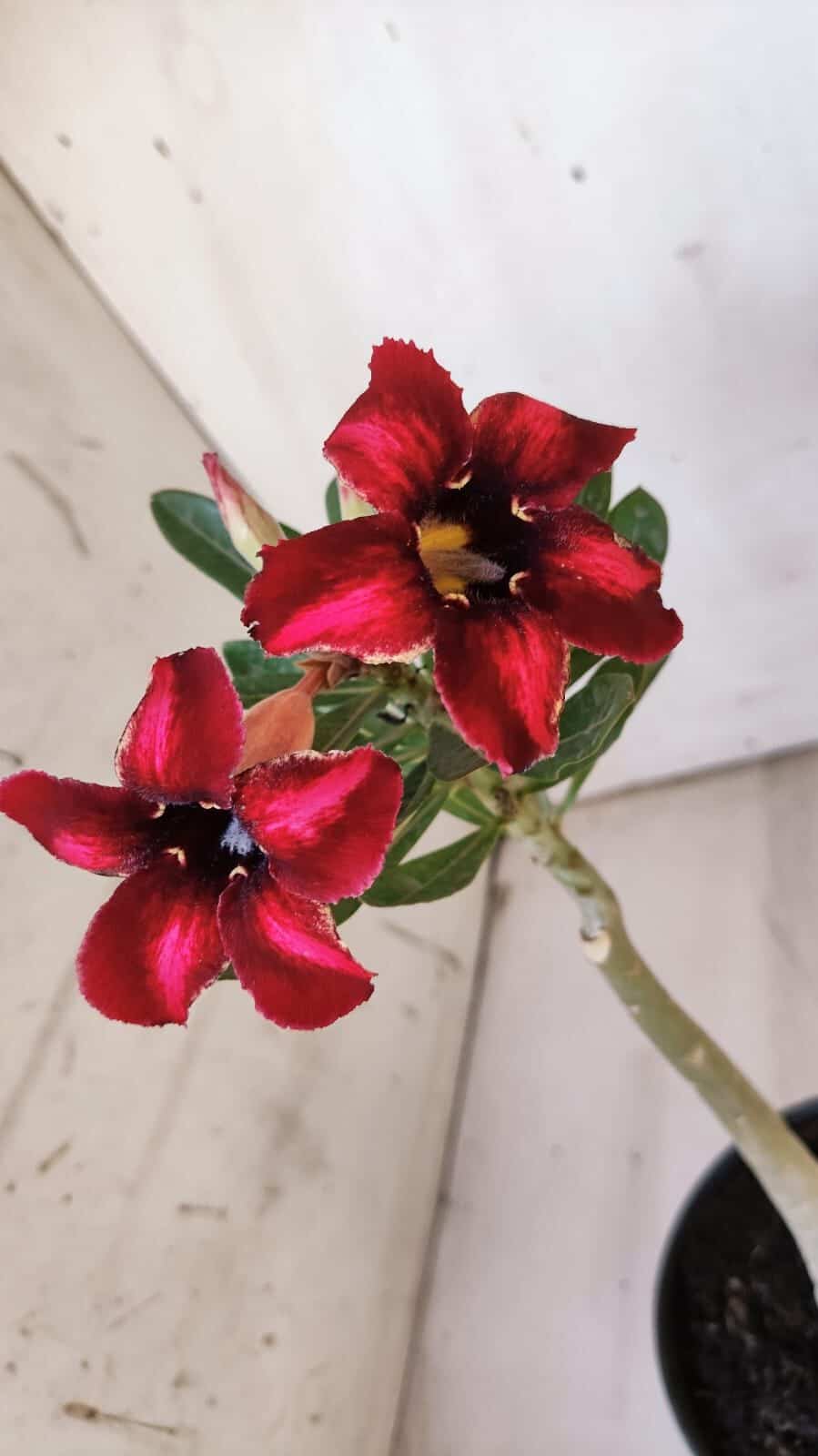 Planta Simples 2880  – 30cm – 02 anos