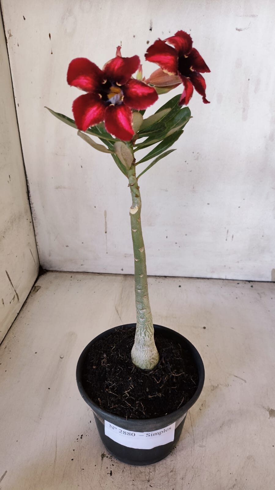Planta Simples 2880  – 30cm – 02 anos