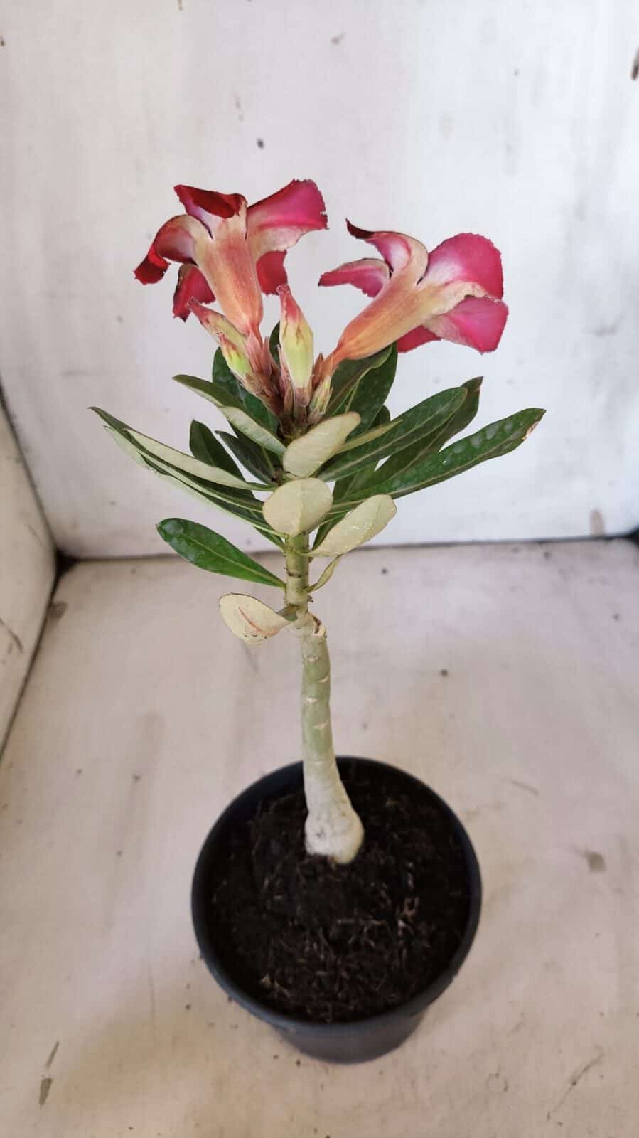 Planta Simples 2880  – 30cm – 02 anos