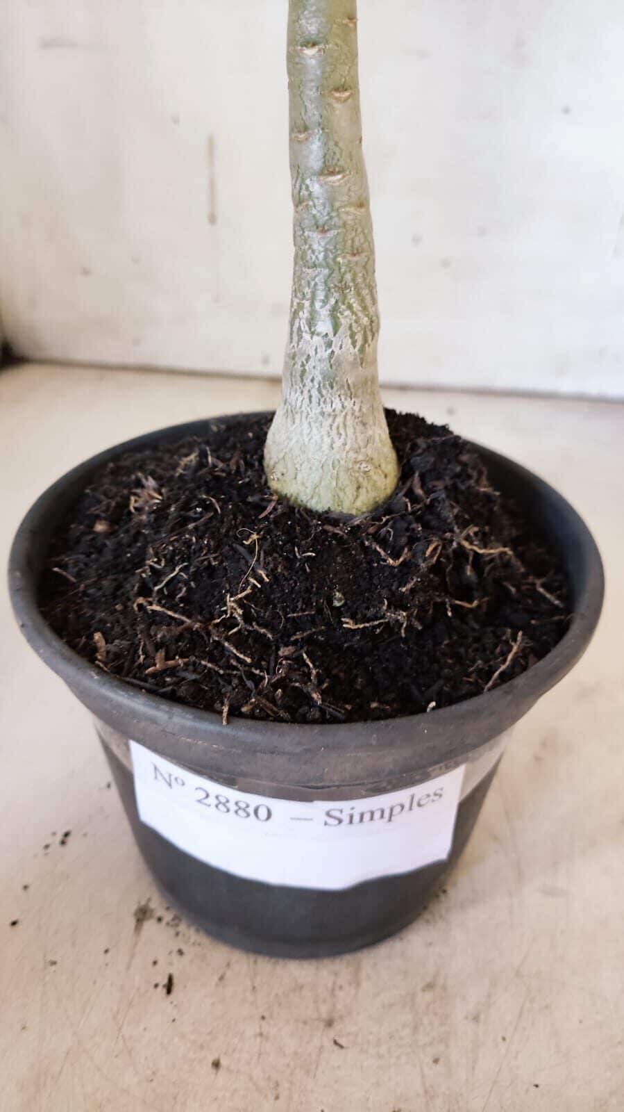 Planta Simples 2880  – 30cm – 02 anos