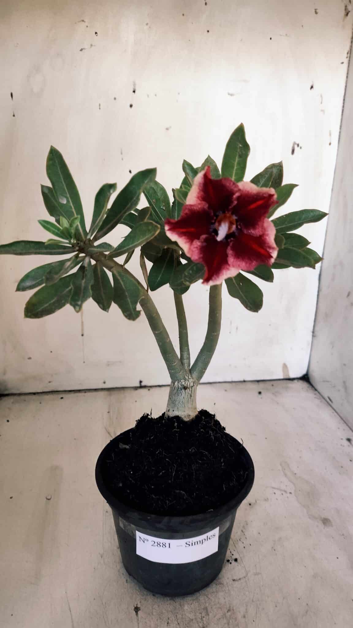 Planta Simples 2881  – 30cm – 02 anos