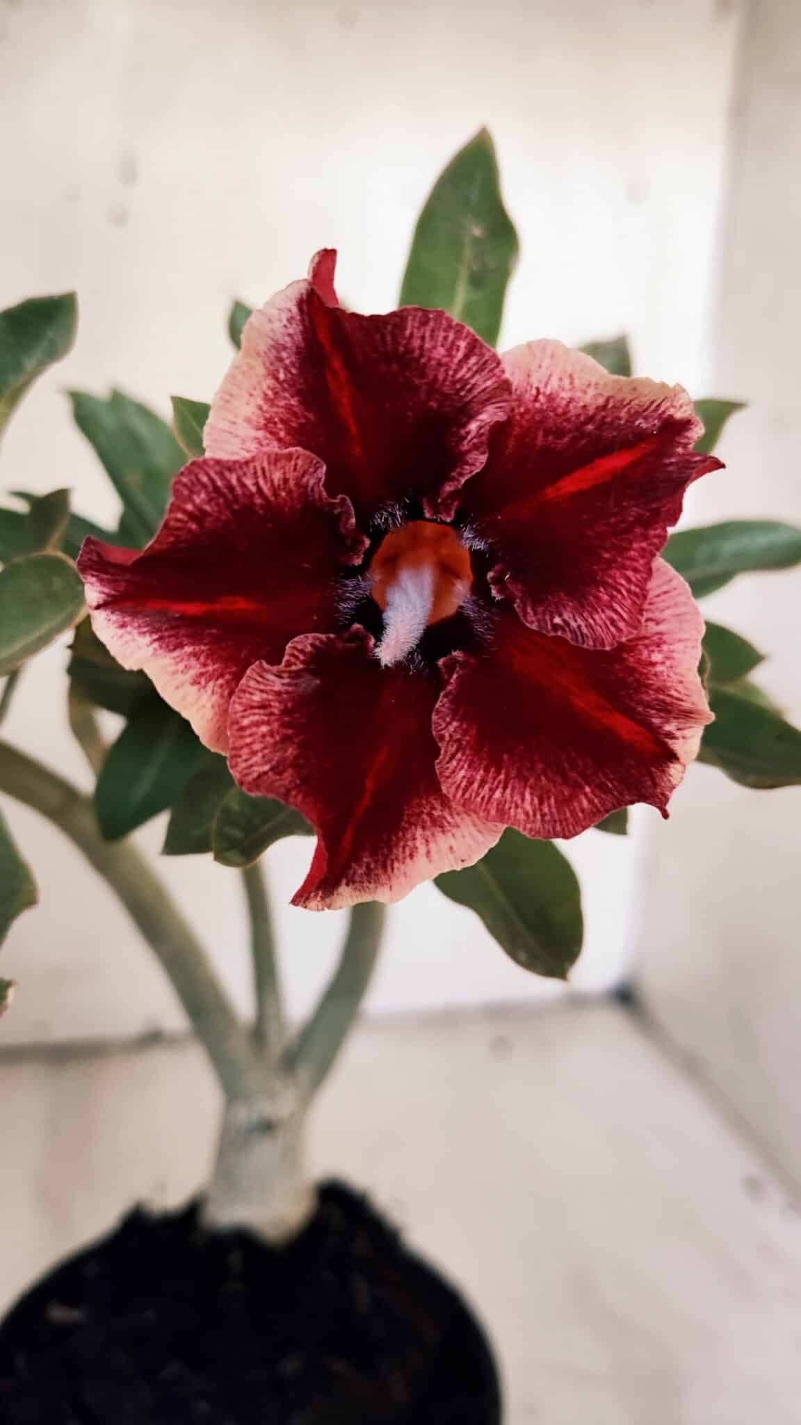 Planta Simples 2881  – 30cm – 02 anos