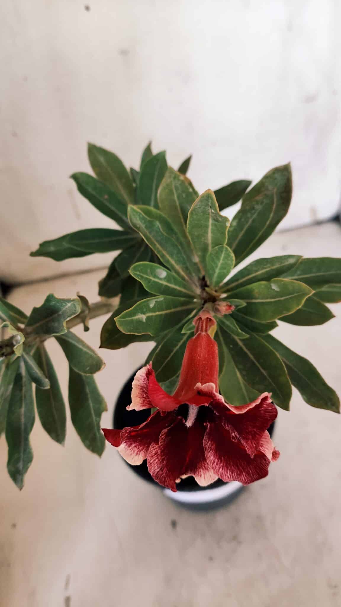 Planta Simples 2881  – 30cm – 02 anos