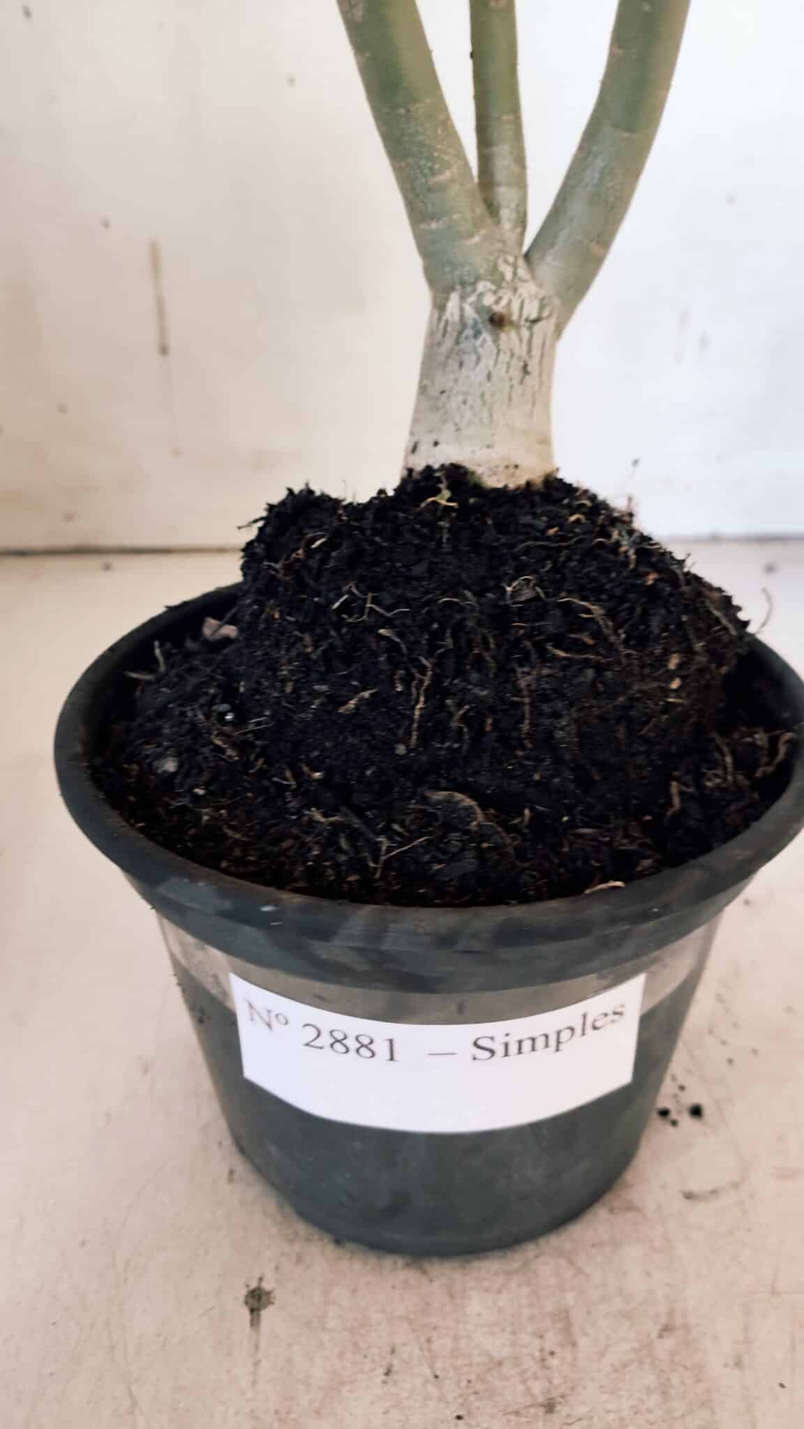 Planta Simples 2881  – 30cm – 02 anos