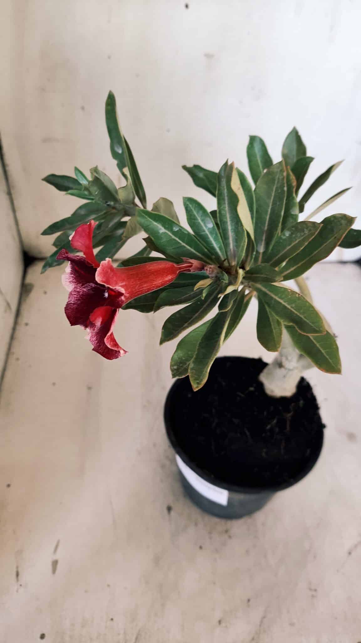 Planta Simples 2881  – 30cm – 02 anos