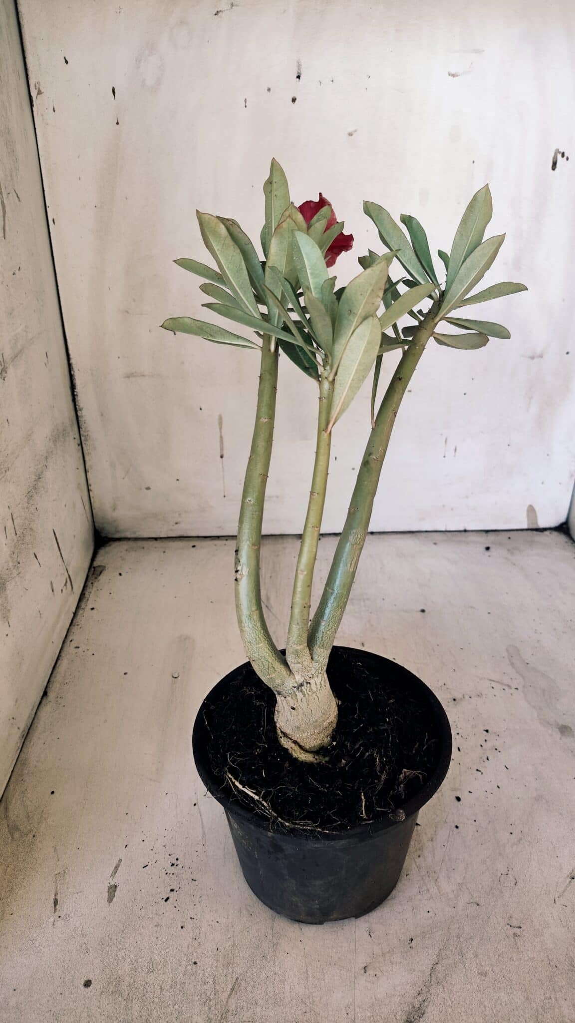 Planta Simples 2881  – 30cm – 02 anos