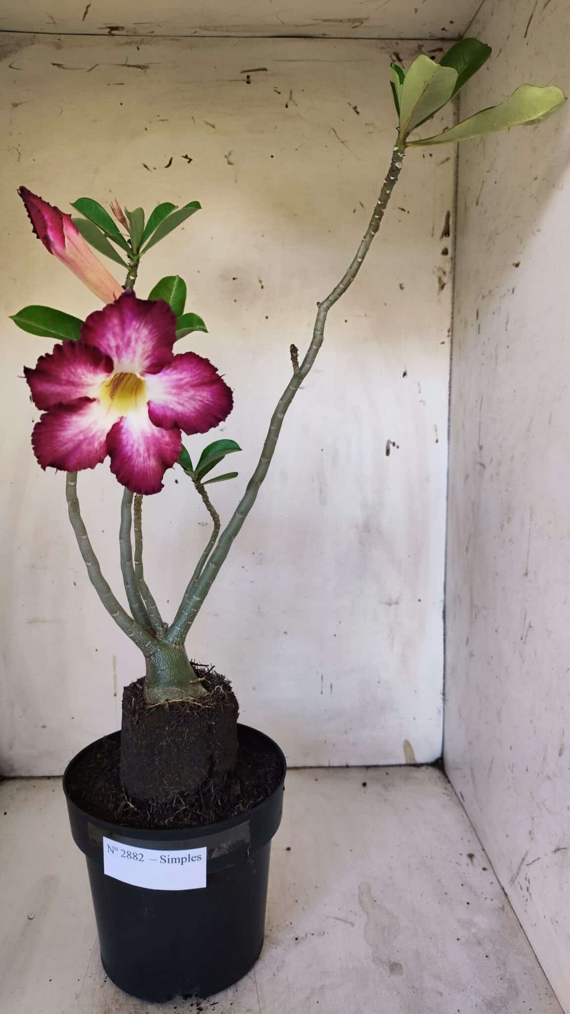 Planta Simples 2882  – 40cm – 03 anos