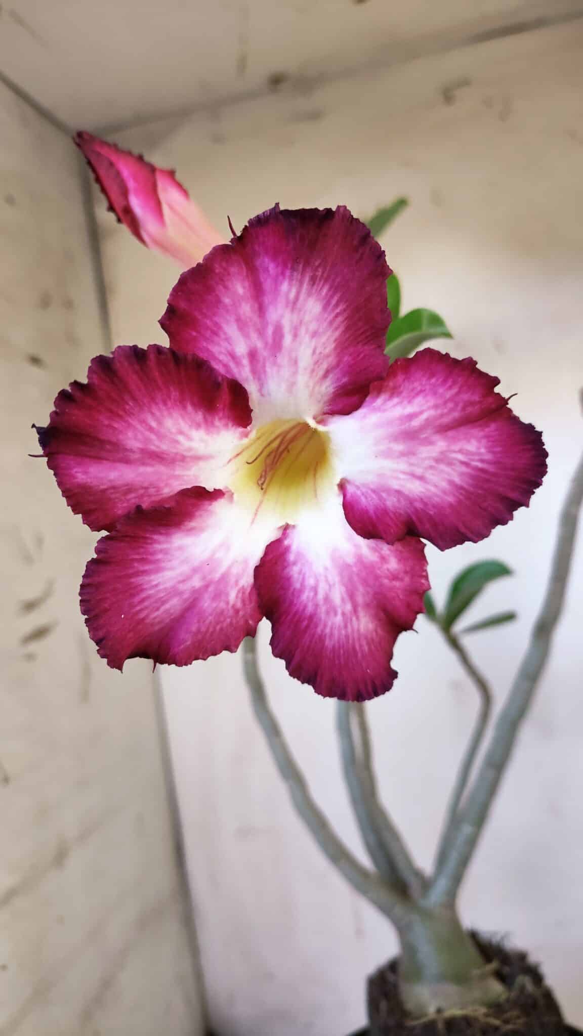 Planta Simples 2882  – 40cm – 03 anos