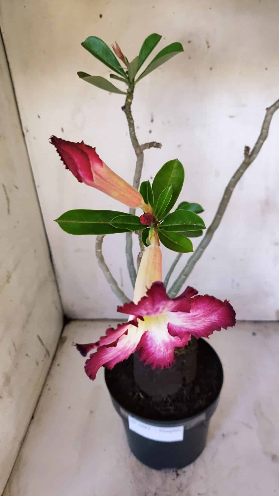 Planta Simples 2882  – 40cm – 03 anos
