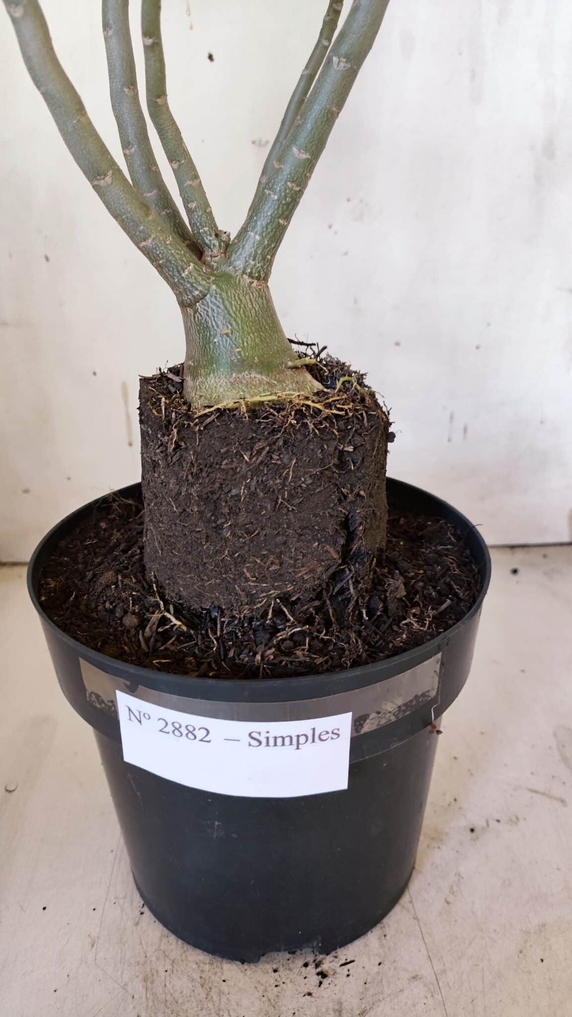 Planta Simples 2882  – 40cm – 03 anos