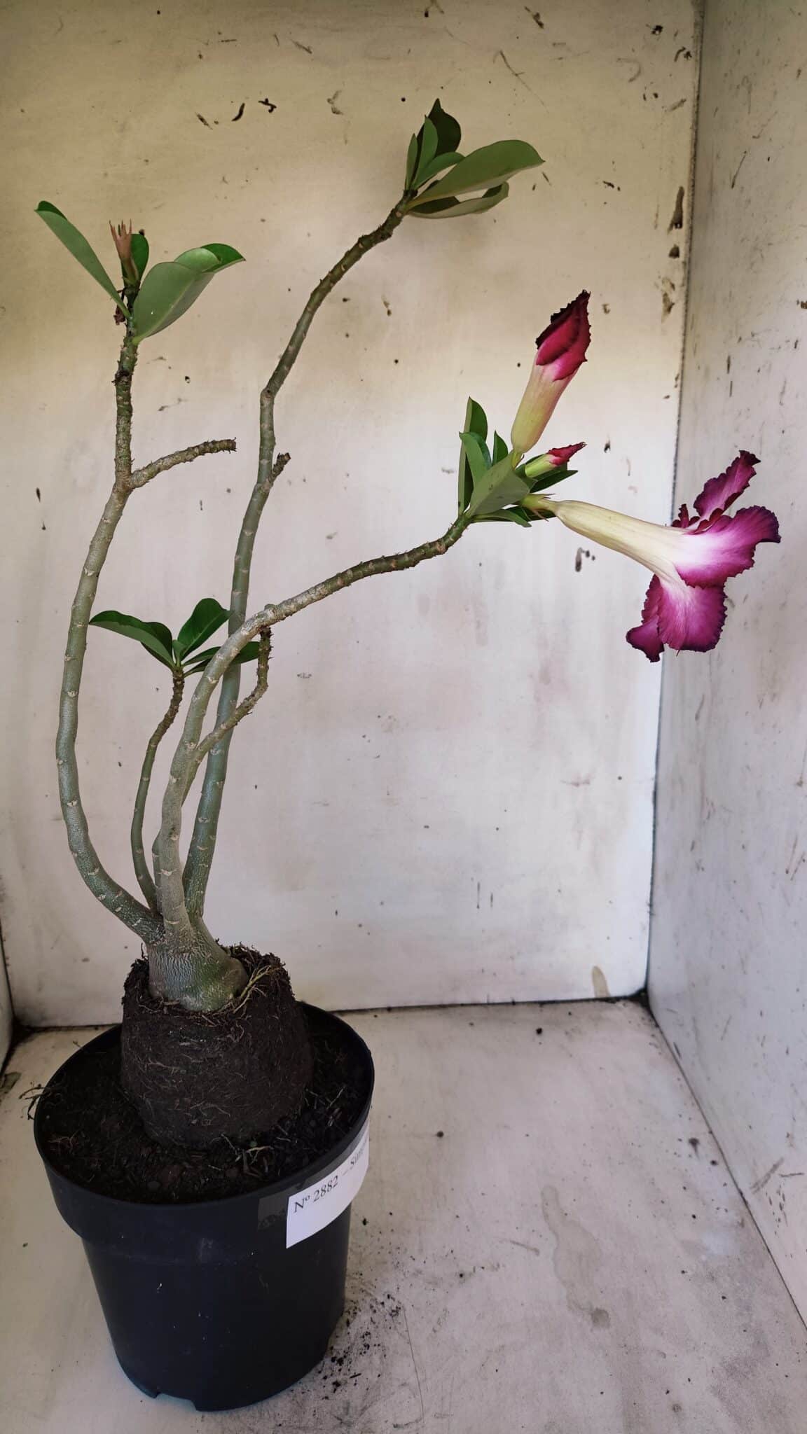 Planta Simples 2882  – 40cm – 03 anos