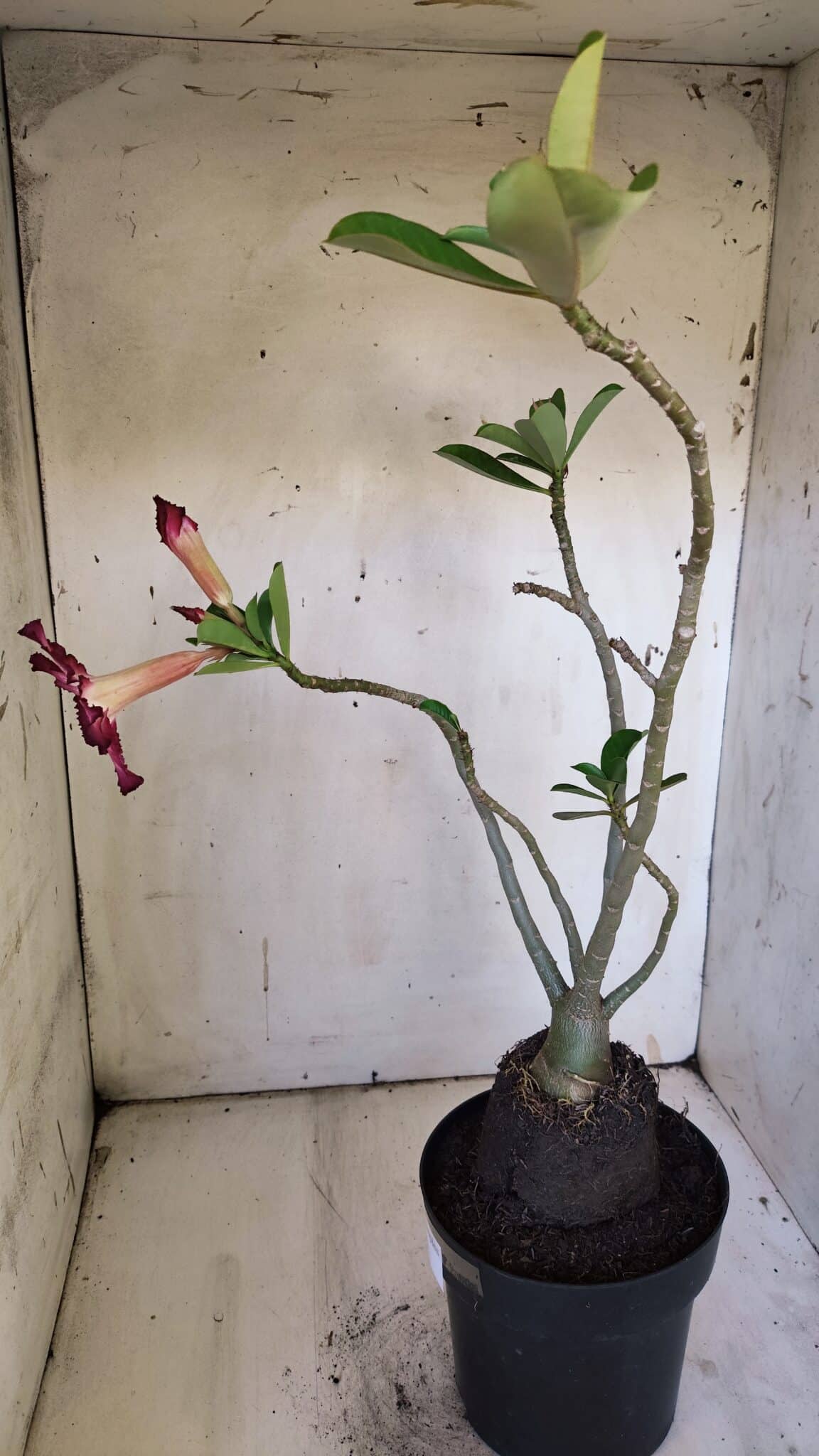 Planta Simples 2882  – 40cm – 03 anos