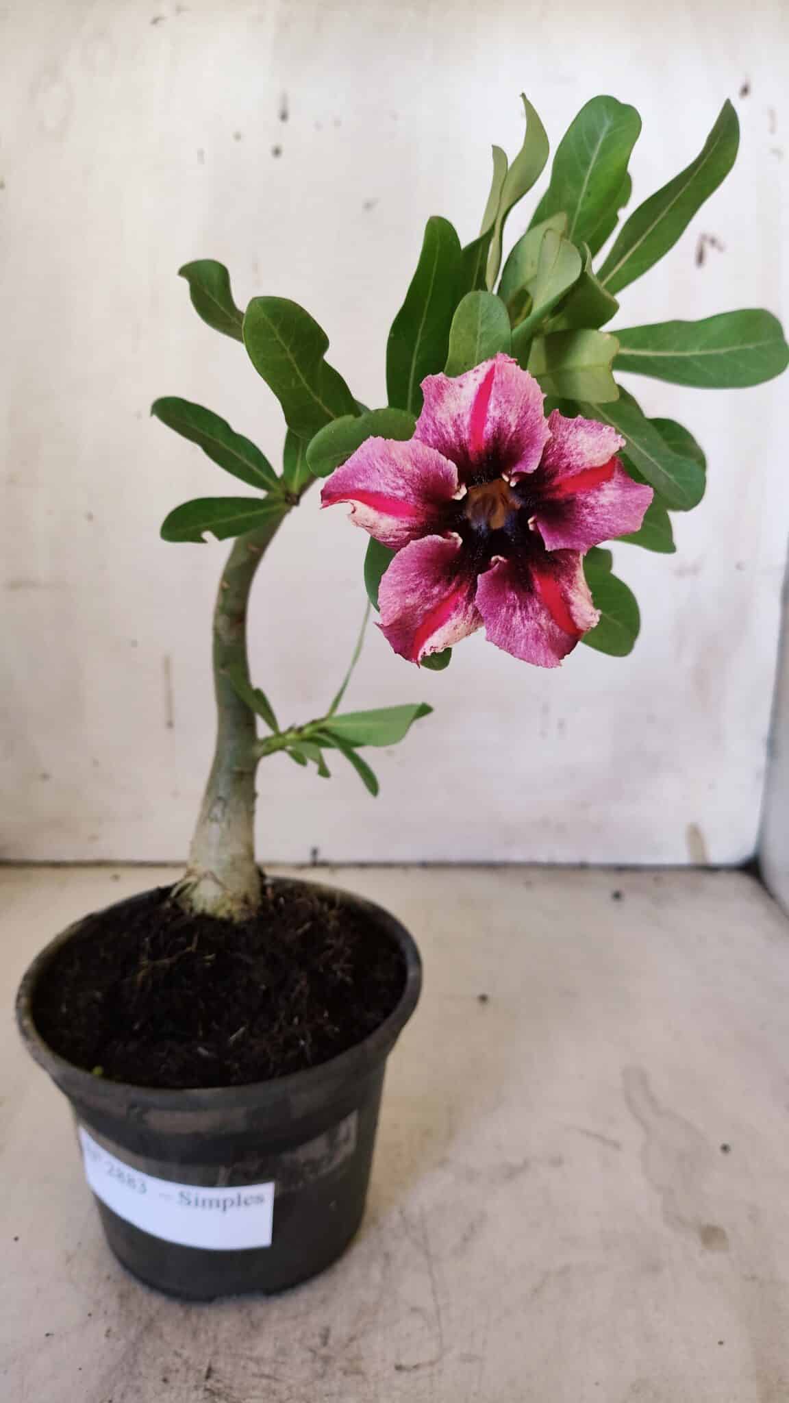 Planta Simples 2883  – 30cm – 02 anos