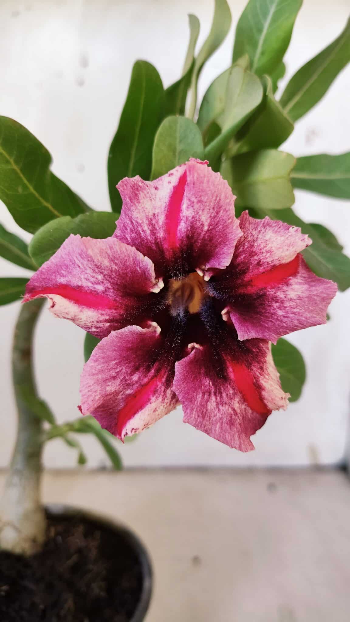 Planta Simples 2883  – 30cm – 02 anos