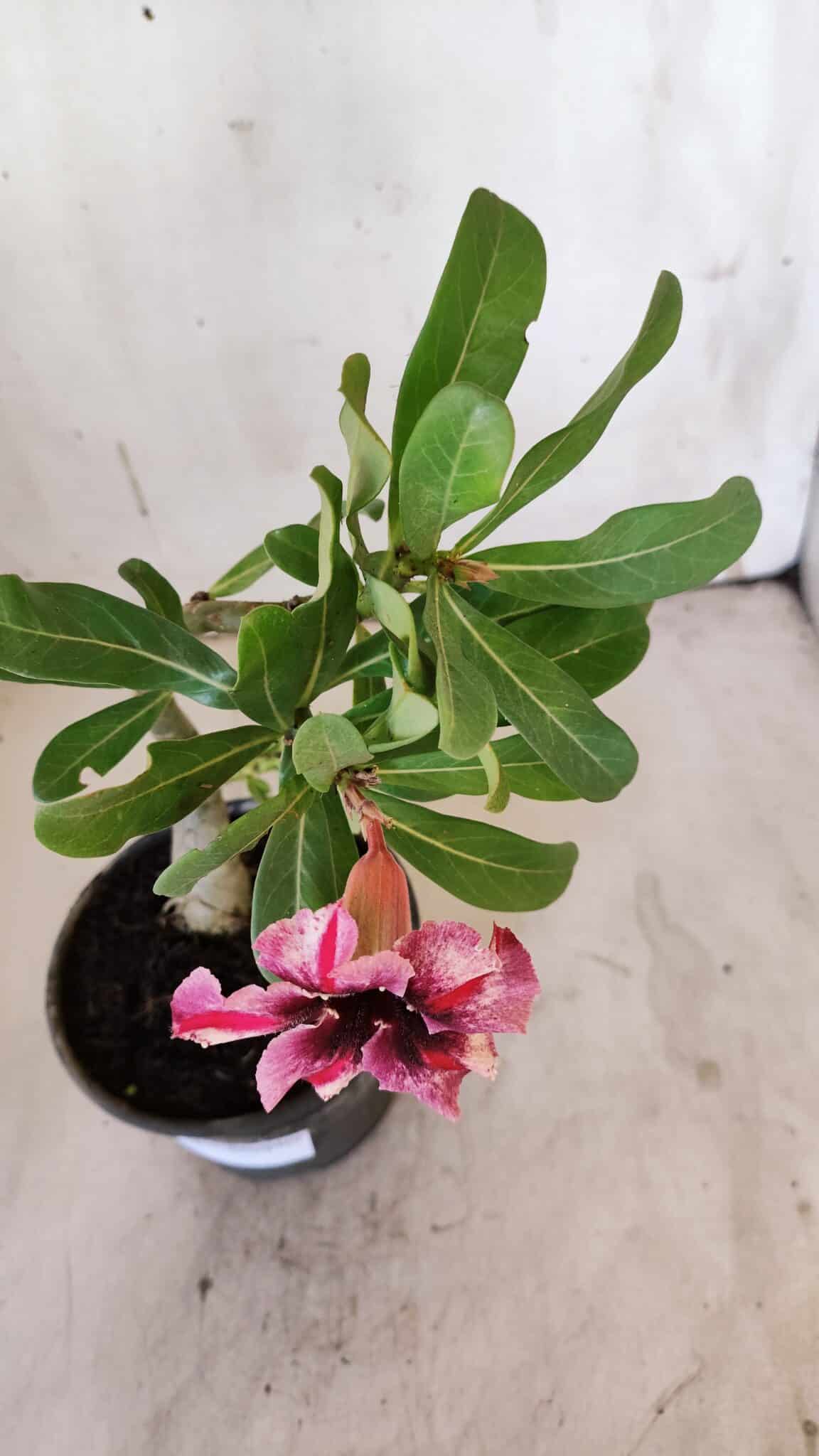 Planta Simples 2883  – 30cm – 02 anos