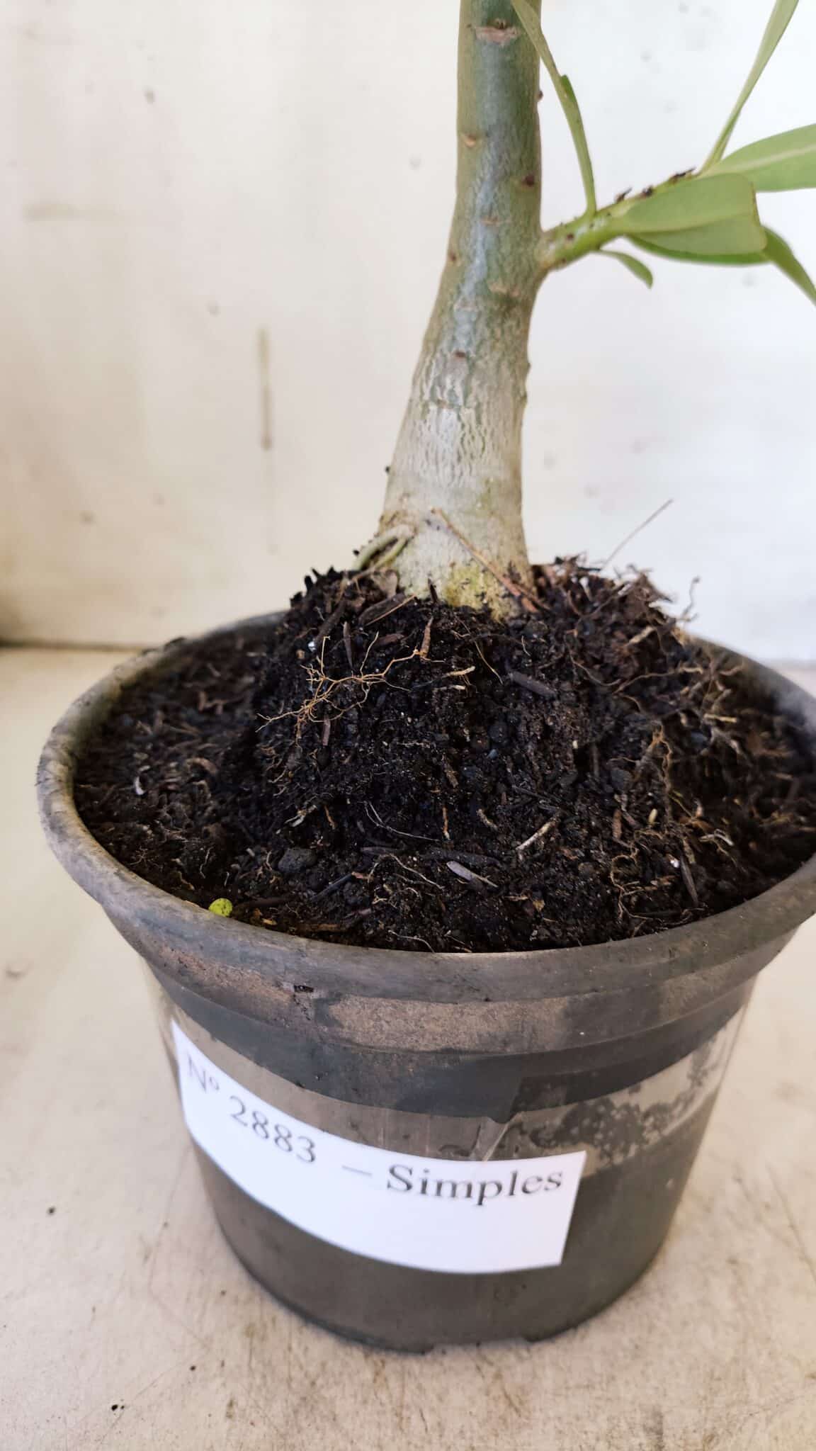 Planta Simples 2883  – 30cm – 02 anos