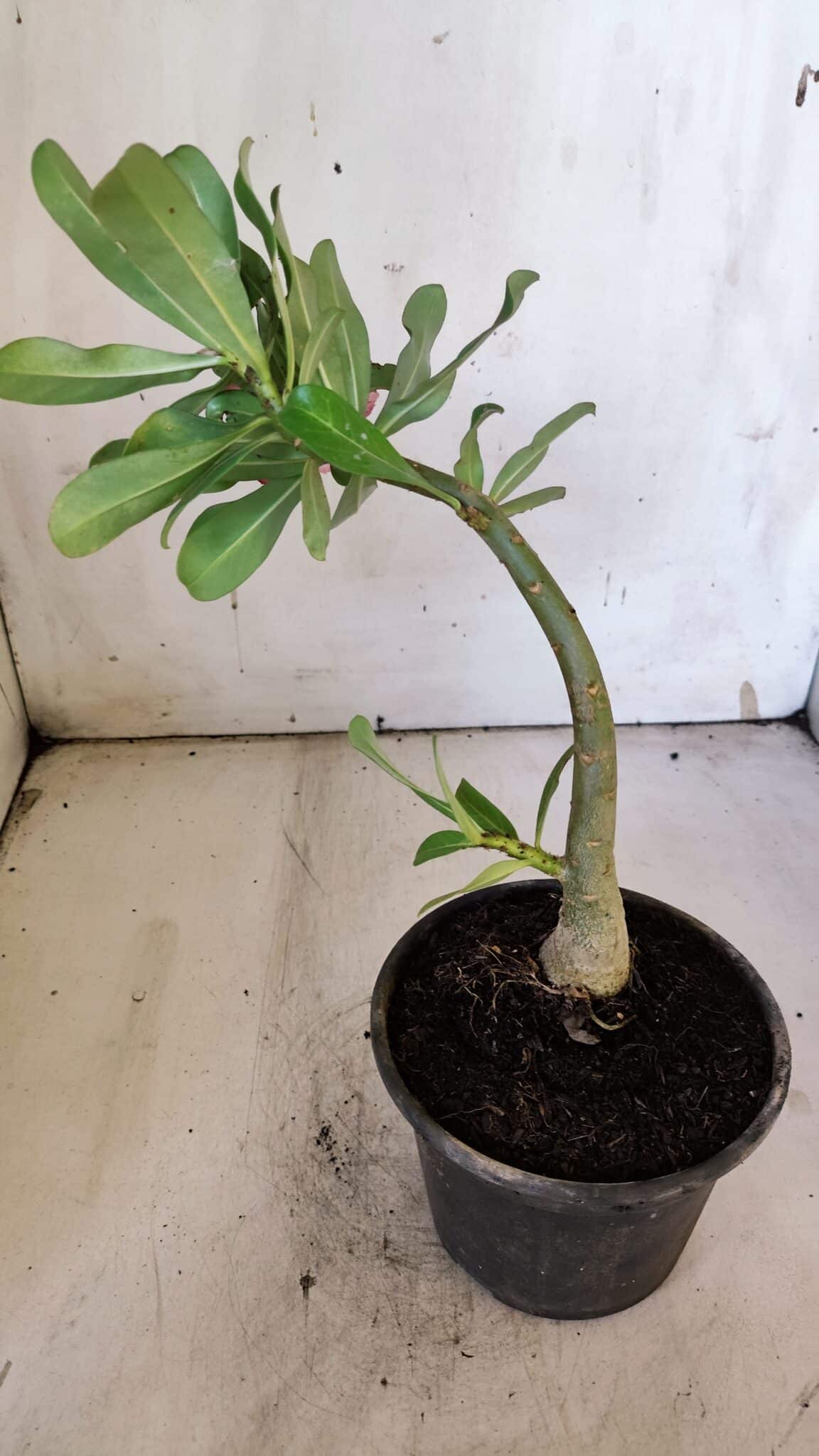 Planta Simples 2883  – 30cm – 02 anos