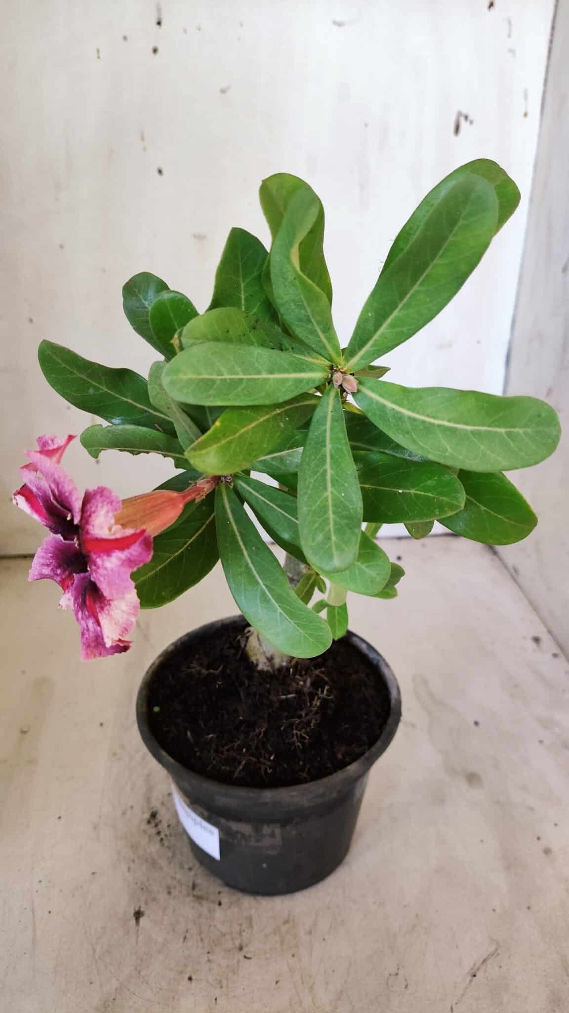 Planta Simples 2883  – 30cm – 02 anos