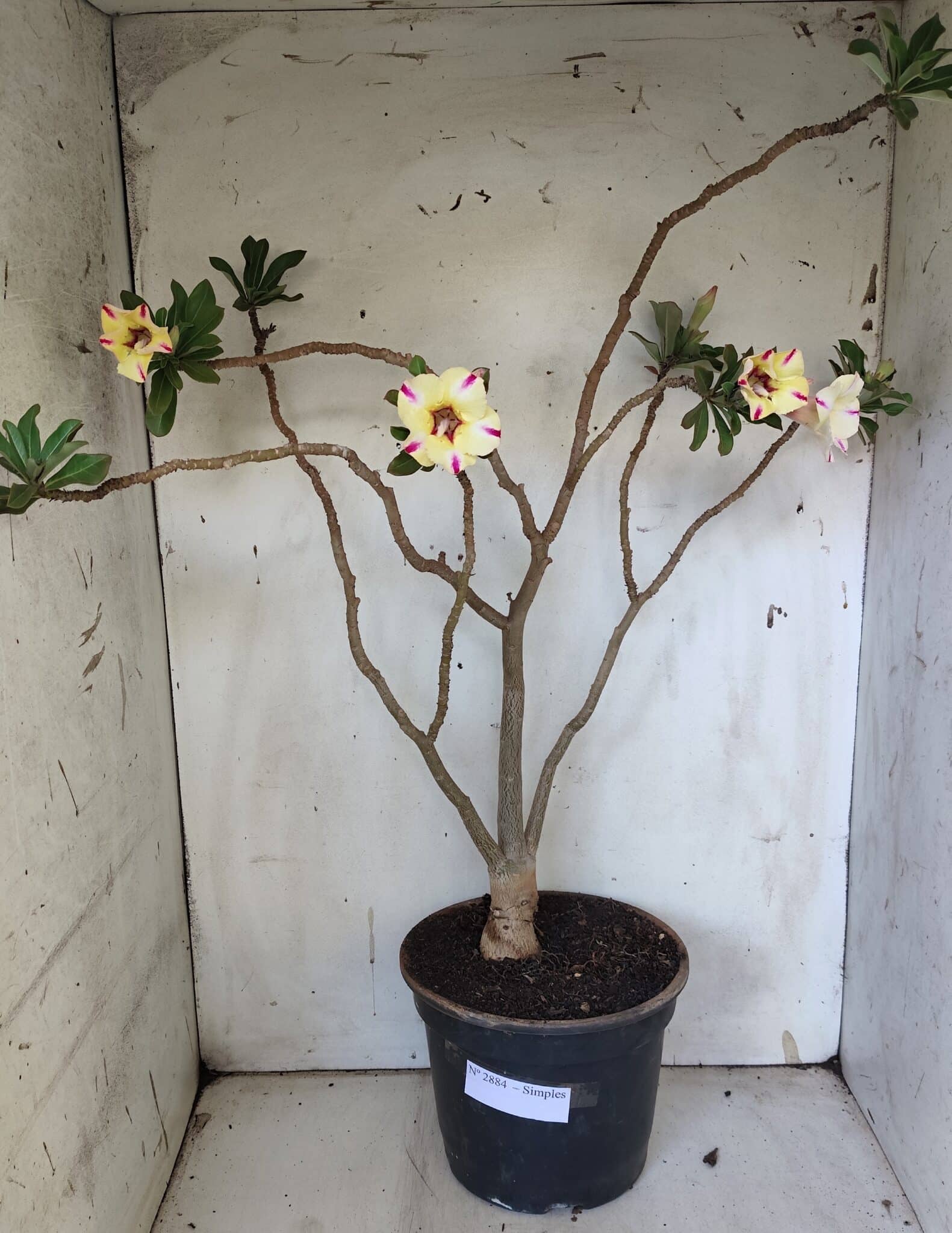 Planta Simples 2884  – 40cm – 03 anos