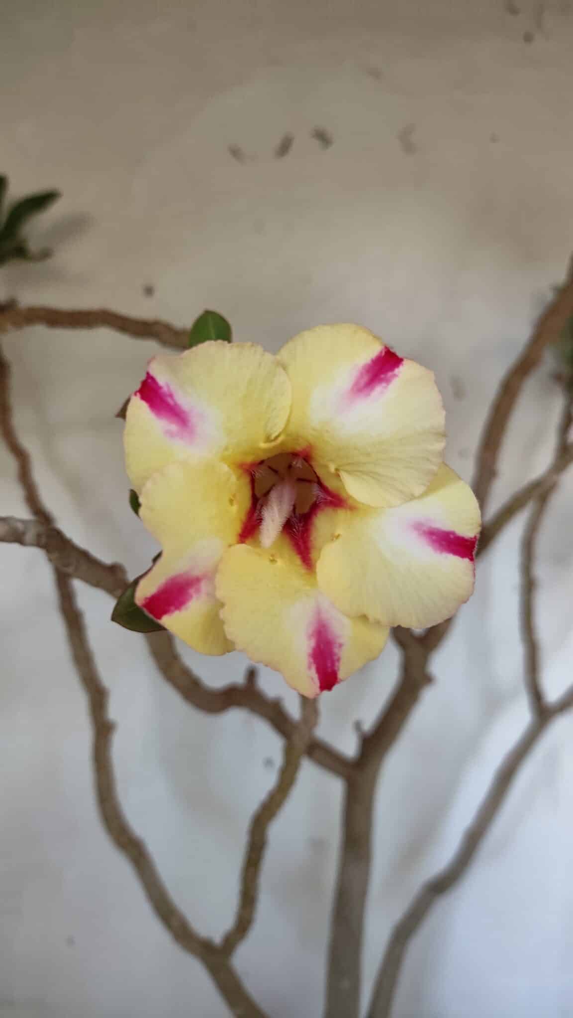 Planta Simples 2884  – 40cm – 03 anos