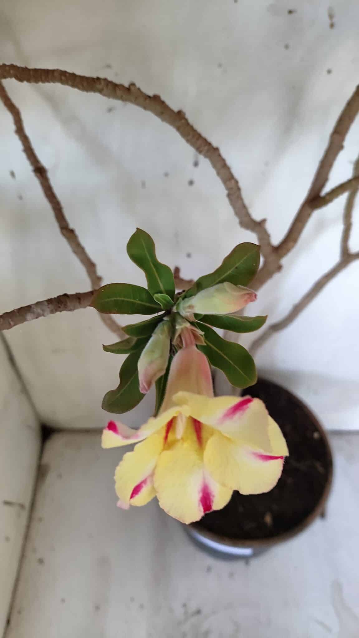 Planta Simples 2884  – 40cm – 03 anos