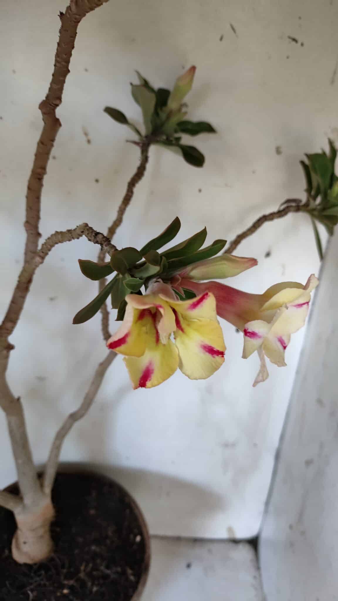 Planta Simples 2884  – 40cm – 03 anos