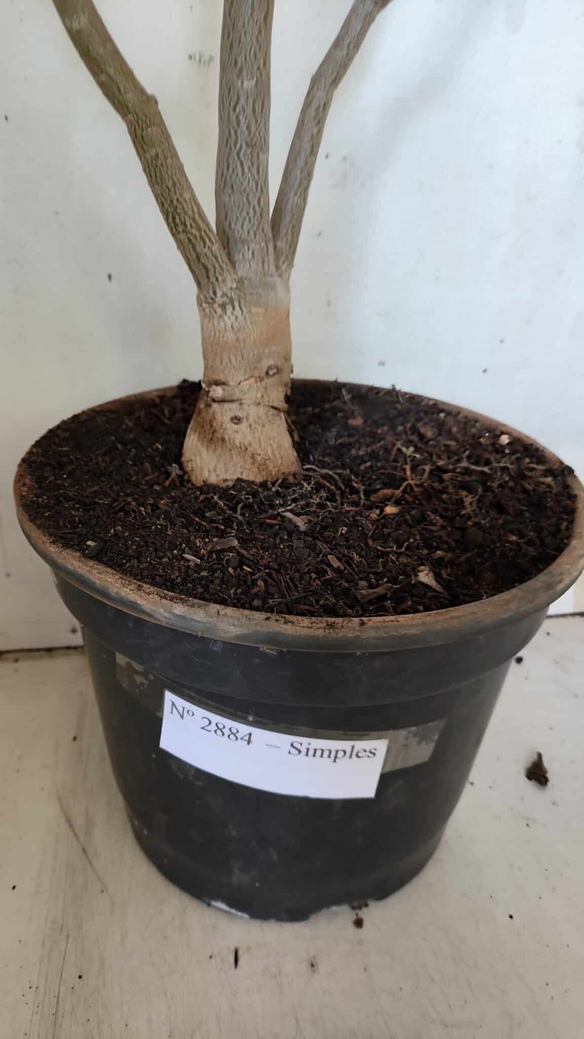 Planta Simples 2884  – 40cm – 03 anos